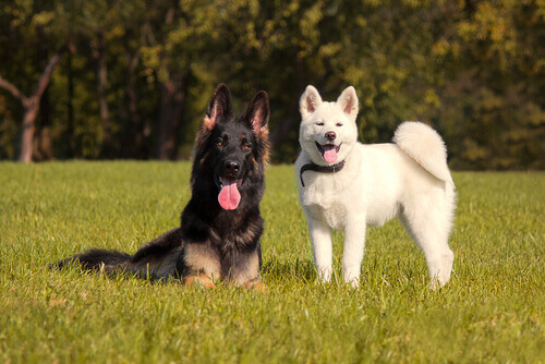 Come capire se due cani si piacciono