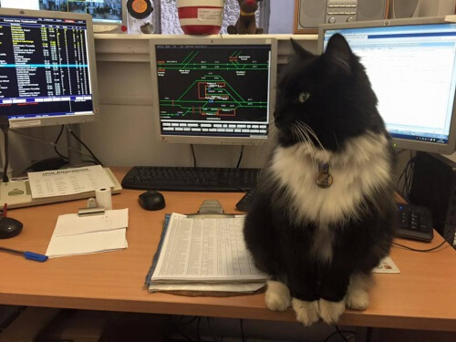 Felix, il gatto che lavora alla stazione dei treni