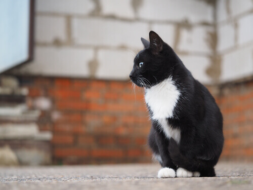 gatto-in-strada