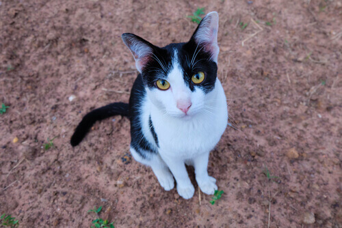 Una famiglia tedesca sotto Natale ritrova il gatto smarrito 7 anni prima