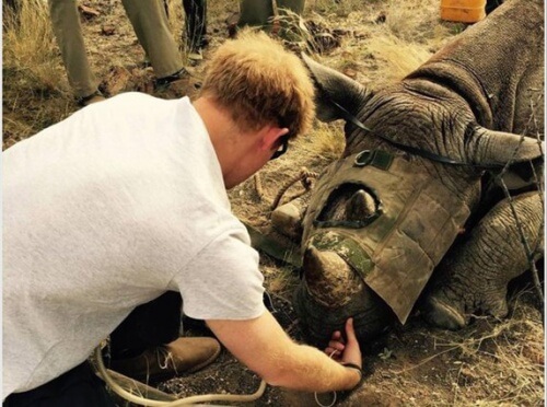 Il principe d’Inghilterra salva i rinoceronti