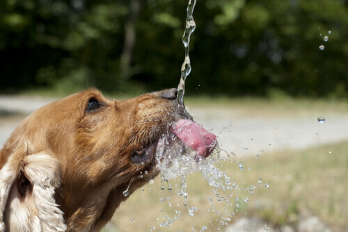 L'importanza dell'idratazione negli animali