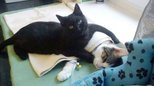 il gatto veterinario-2