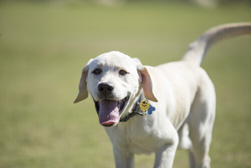 il-vostro-cane-vi-sta-sentendo