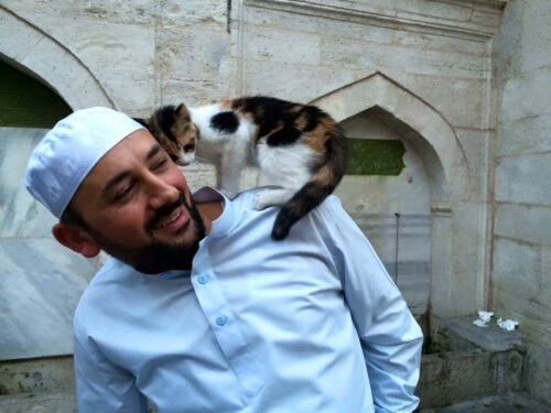 i gatti randagi dell'imam di Istambul