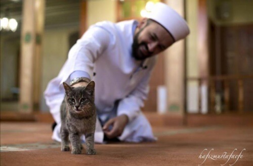 Imam di Istambul apre la sua moschea ai gatti randagi