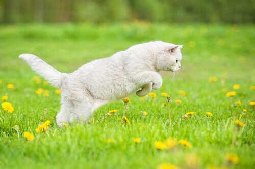 perché-i-gatti-cacciano