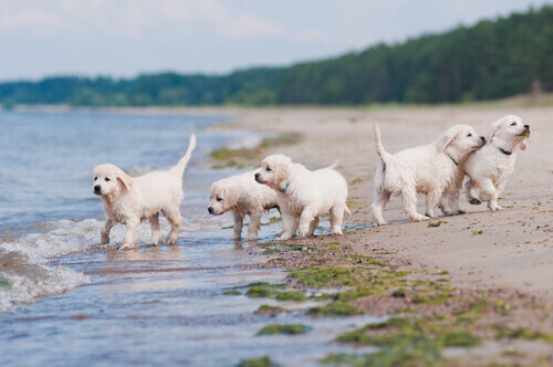 Fare socializzare il cane è importante?