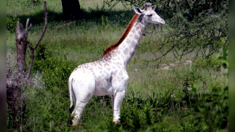 Omo, la prima giraffa bianca a non essere albina
