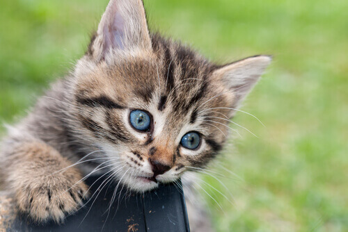 La vita segreta dei gatti