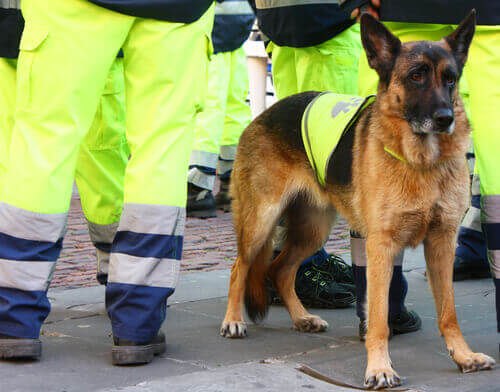 Muore Attila, uno dei migliori cani salvavita in Europa