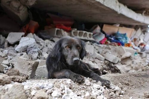 Cane rifiuta di abbandonare la sua casa distrutta dal terremoto