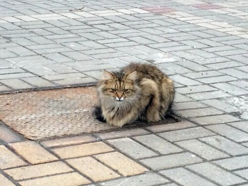Gatto abbandonato aspetta il padrone per più di un anno