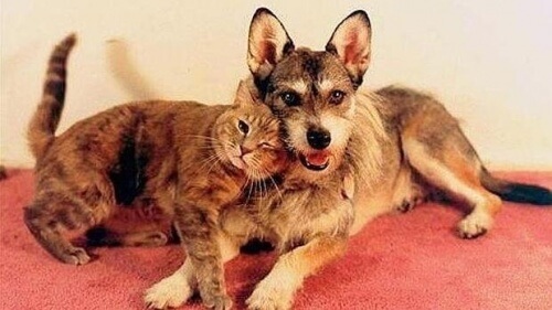 L'incredibile storia di Ginny, la cagnolina che salvava i gatti