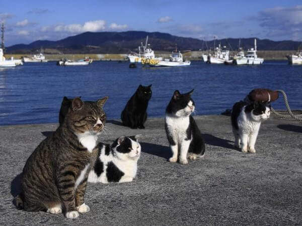 Isola dei gatti: ricevute tantissime donazioni di cibo