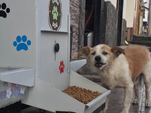 Mangiatoie pubbliche nutrono 6000 cani in Colombia
