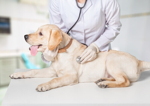 Nuovo ospedale dona speranza agli animali svantaggiati