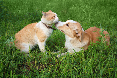 amicizia-tra-cane-e-gatto