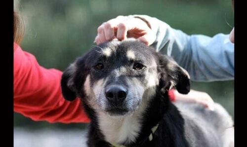 Petra-cane-con-scabbia