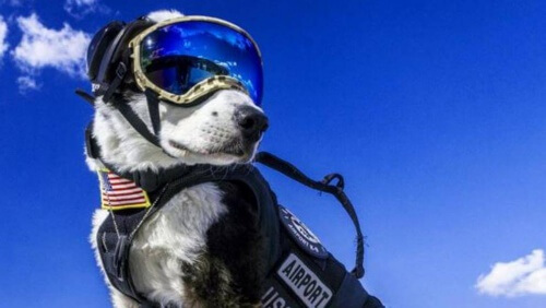 Negli Stati Uniti un cane trionfa come controllore di volo