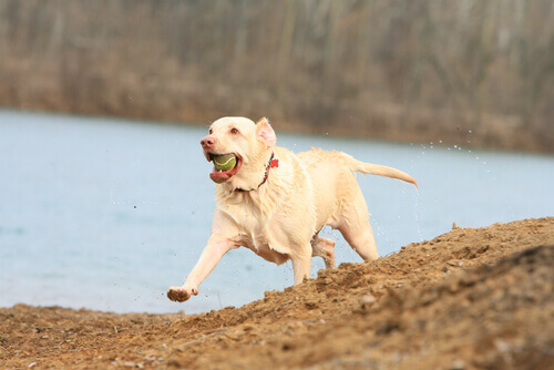 Come far dimagrire il vostro cane