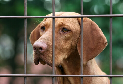Animali sull'orlo della morte in un centro per la protezione animali in Spagna