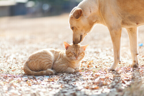 Esiste l'amicizia tra specie di animali diverse?