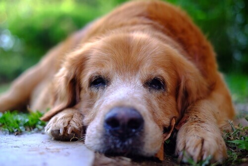 Rimedi naturali per tranquillizzare i cani