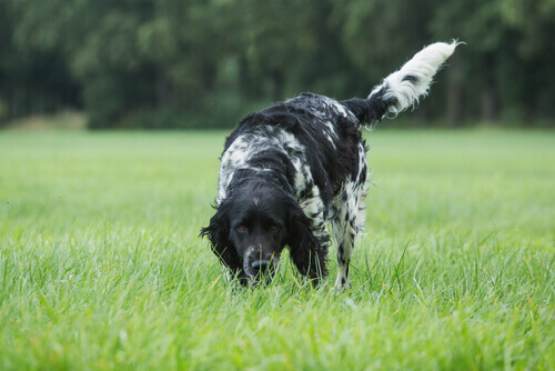 Ecco come stimolare l'olfatto difettoso nei cani