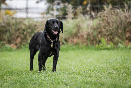Un cane salva il padrone che stava per essere morso da un serpente velenoso