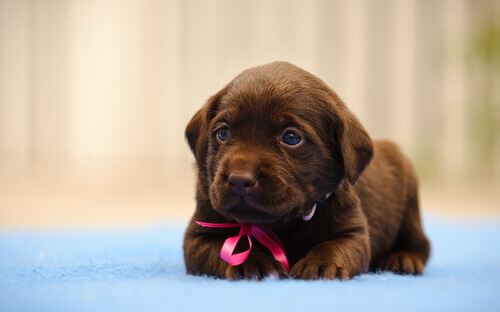 cucciolo-labrador-retriever