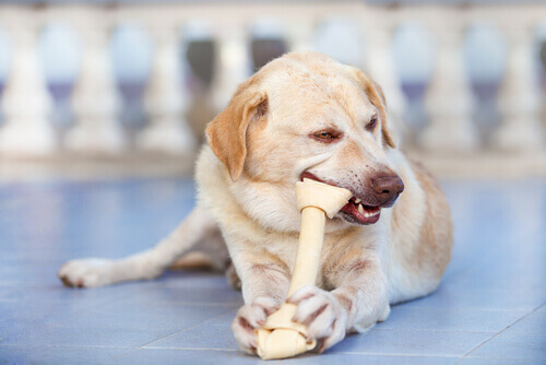 Come agisce il cibo sui denti del vostro cane?