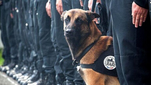 Diesel, il cane eroe degli attentati di Parigi, morto per gli spari di un poliziotto
