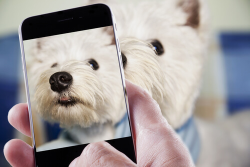 persona con cellulare scatta foto al cane bianco