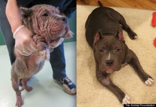 Foto di cani prima e dopo essere stati salvati