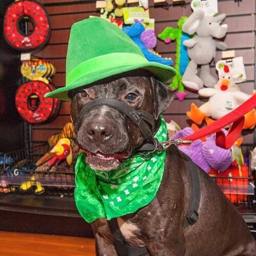 Jude, il Pitbull salvato dopo anni di lotte clandestine