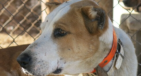 Veterinari e cacciatori colpevoli di mutilare cani