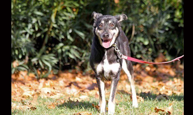 petra-cane-con-scabbia