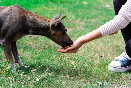 cane mangia dalla mano del padrone