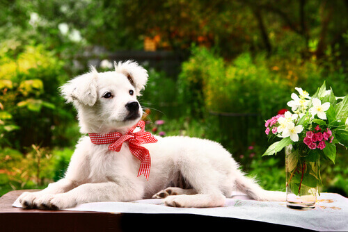 Cose che il vostro cane detesta