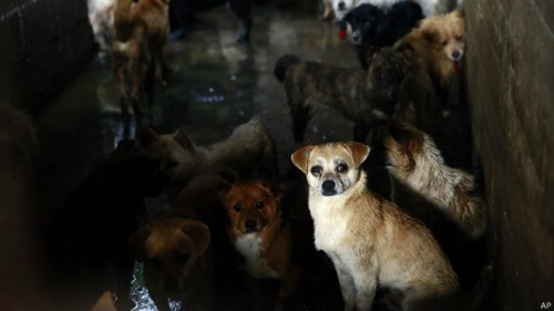 Animalisti contro il festival della carne di cane