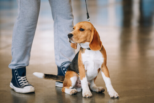 Il vostro cane vi conosce meglio di chiunque altro