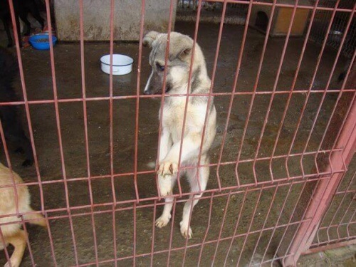 cagnolina abbandonata-adesso-aiuta-i-malati