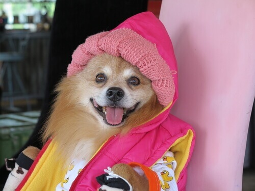 Vestire il cane
