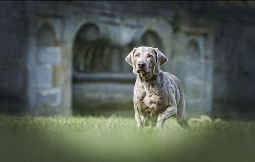 Ecco cosa sapere prima di castrare un cane