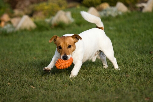 Cane che gioca sul prato con palla arancione 