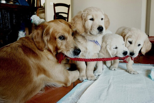 cane-golden-retriever-con-cuccioli