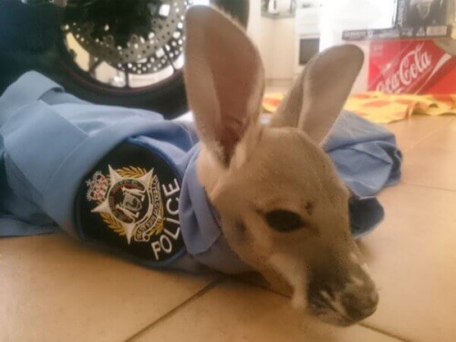 Piccolo canguro adottato in Australia da un commissariato