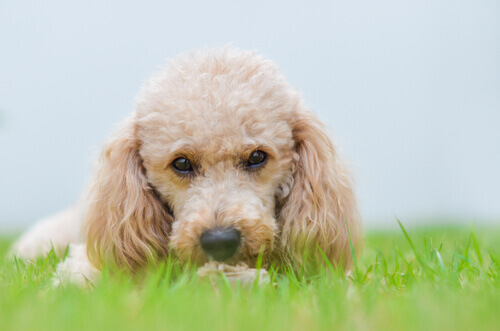 I cani di piccola taglia prevarranno nel mondo del futuro
