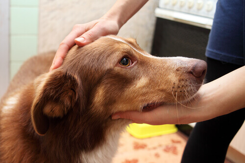 Cosa fare se il cane ha un attacco di epilessia e convulsioni?